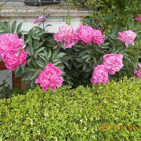 Darinka Apartamento Fužine